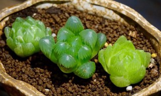 玉露冬天怎么养（玉露冬天怎么养护）