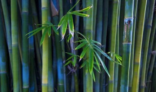 竹子是生长速度最快的植物为什么（竹子是生长速度最快的植物为什么没有叶子）