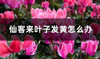 仙客来叶子发黄怎么办 仙客来叶子发黄的原因及处理方法