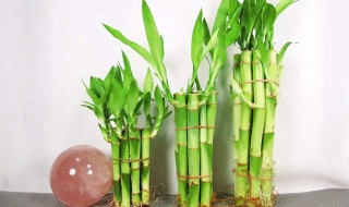 富贵竹要怎么样很会茂盛 富贵竹加啥长的茂盛
