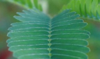 含羞草怎么养要浇多少水 含羞草怎么浇水浇多少