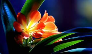 镇宅之花 镇宅之花怎么发朋友圈
