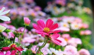 格桑花的寓意是什么（格桑花寓意着什么）