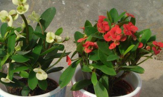 麒麟花怎么养（麒麟花怎么养怎么修剪）
