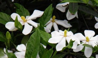 栀子花怎么养家庭养法（栀子花怎么养家庭养法视频教程）