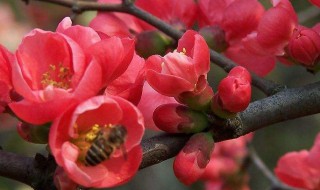 梅花怎么养 梅花怎么养根