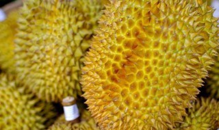 榴莲核怎么种 榴莲核怎么种水培