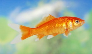 深海鱼都有哪些 野生深海鱼都有哪些
