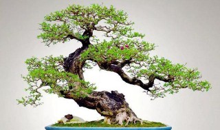小叶黄杨盆景制作方法 小叶黄杨盆景制作方法视频