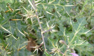 霸王刺植物介绍（霸王刺植物有什么作用）