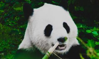 大熊猫为什么吃竹子（大熊猫为什么吃竹子还那么胖）