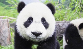 关于大熊猫的简介 关于大熊猫的简介英语