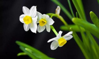 水仙花的资料（水仙花,的资料）