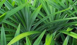 斑斓叶是香茅吗（斑斓叶是香茅吗班兰叶和斑斓叶有什么区别?班）