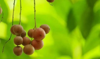 水果大蒜是什么（水果大蒜是什么季节的）