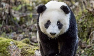 小熊猫和小浣熊有什么区别 小熊猫和小浣熊有什么区别?