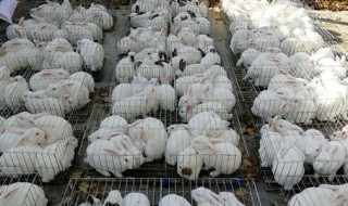 肉兔种兔养殖场（兔子养殖场兔子养殖）