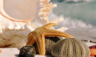 海螺品种 海螺品种大全名称图片