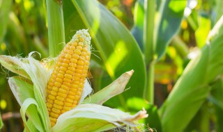 玉米田除草剂的使用方法 玉米田除草剂使用技术