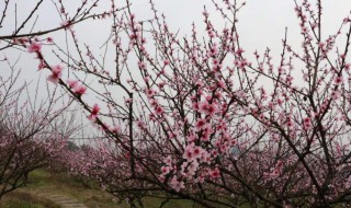 桃花怎么养（干枝桃花怎么养）