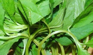 苦菜是什么菜（云南的苦菜是什么菜）