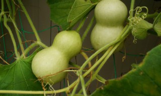 什么时候种葫芦（什么季节种葫芦最合适）