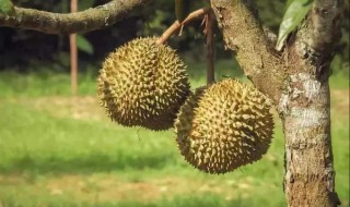 榴莲的季节是什么时候（榴莲的季节是什么时候成熟）