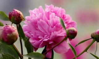 芍药开花时间 芍药开花时间和状态