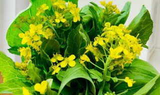 油菜花是什么菜 油菜花是什么菜长成的