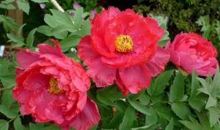 牡丹花什么季节开花（牡丹花什么季节开花,花期多长）