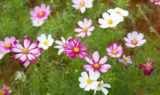 格桑花花期 格桑花花期过后怎么办?
