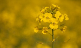 油菜花花期（油菜花花期开多久）