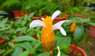 黄金塔花适合家养吗（黄金塔适合家里养吗）