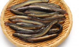 泥鳅吃啥（泥鳅主要吃什么食物）