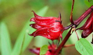 洛神花是什么花（洛神花是什么花茶）
