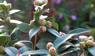 五色茶花怎么养 五色茶花怎么养护和管理