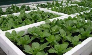 泡沫箱子可以种菜吗 泡沫箱子可以种菜吗能用多久会破
