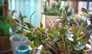 铁皮石斛家庭种植（铁皮石斛家庭种植视频）