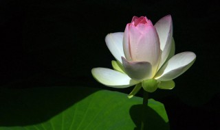 关于荷花的句子唯美短句（关于荷花的古诗十首）