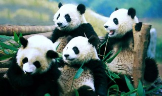 熊猫的介绍和特点（熊猫的介绍和特点50字）