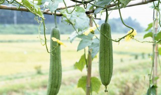 夏天种丝瓜成活率高不 夏天种丝瓜成活率高不高呀