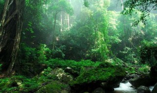 热带雨林里有什么植物 热带雨林里有什么植物可以吃