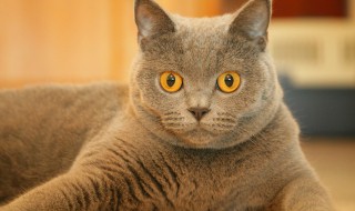 小猫相当于几岁小孩智力 小猫相当于几岁小孩智力发育