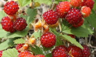 野草莓有哪几种 野草莓有哪几种能喝水