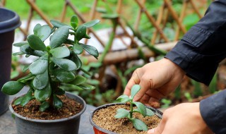 玉树怎么养才茂盛? 玉树怎么养才茂盛