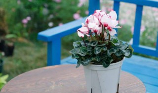 仙客来开完花后怎么剪? 仙客来开花后要剪掉吗