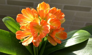 君子兰花剑上不来怎么办?（君子兰不长花剑怎么回事）
