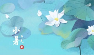 小暑开的花有哪些（小暑开什么花）