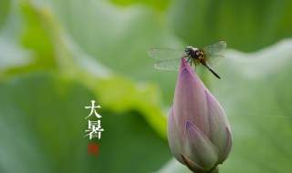 大暑的农事活动有哪些（小暑农事活动有哪些）