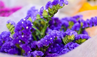 买回来的勿忘我鲜花怎么养?（买回来的勿忘我鲜花怎么养）